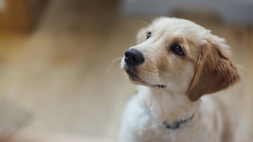 Photo of a puppy watching their pet parent during puppy training  Tags: 